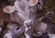 Der Kuhstall und der Streichelzoo