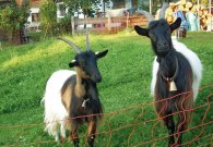 header_bauernhof_03.jpg