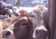 kuehe_-_1.jpg kuehe_-_1.jpg