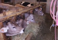 kuehe_-_7.jpg kuehe_-_7.jpg