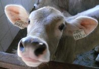 obermuehle_rohdaten_-_34.jpg obermuehle_rohdaten_-_34.jpg