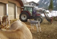 kuehe_-_3.jpg kuehe_-_3.jpg