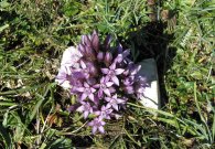 vilsalpsee_01.jpg vilsalpsee_01.jpg