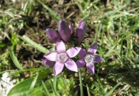 vilsalpsee_02.jpg vilsalpsee_02.jpg