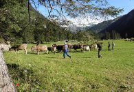 vilsalpsee_03.jpg vilsalpsee_03.jpg