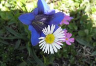 vilsalpsee_05.jpg vilsalpsee_05.jpg