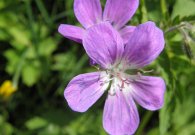 vilsalpsee_11.jpg vilsalpsee_11.jpg