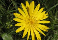 vilsalpsee_12.jpg vilsalpsee_12.jpg