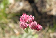 vilsalpsee_13.jpg vilsalpsee_13.jpg