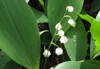 vilsalpsee_14.jpg vilsalpsee_14.jpg