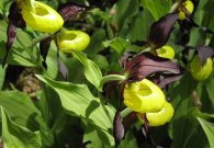 vilsalpsee_16.jpg vilsalpsee_16.jpg