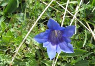 vilsalpsee_17.jpg vilsalpsee_17.jpg