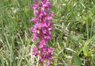 vilsalpsee_18.jpg vilsalpsee_18.jpg