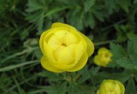 vilsalpsee_19.jpg vilsalpsee_19.jpg