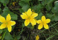 vilsalpsee_20.jpg vilsalpsee_20.jpg