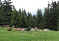 vilsalpsee_21.jpg vilsalpsee_21.jpg